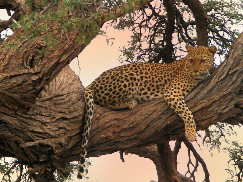 leopard
