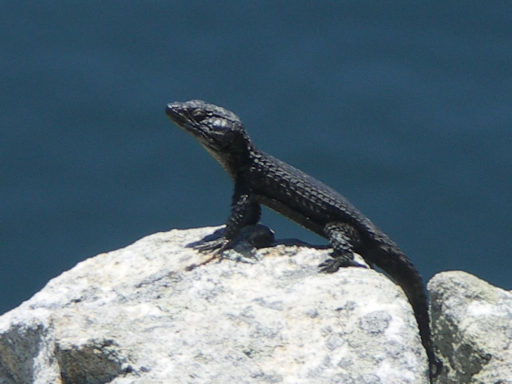lezard
