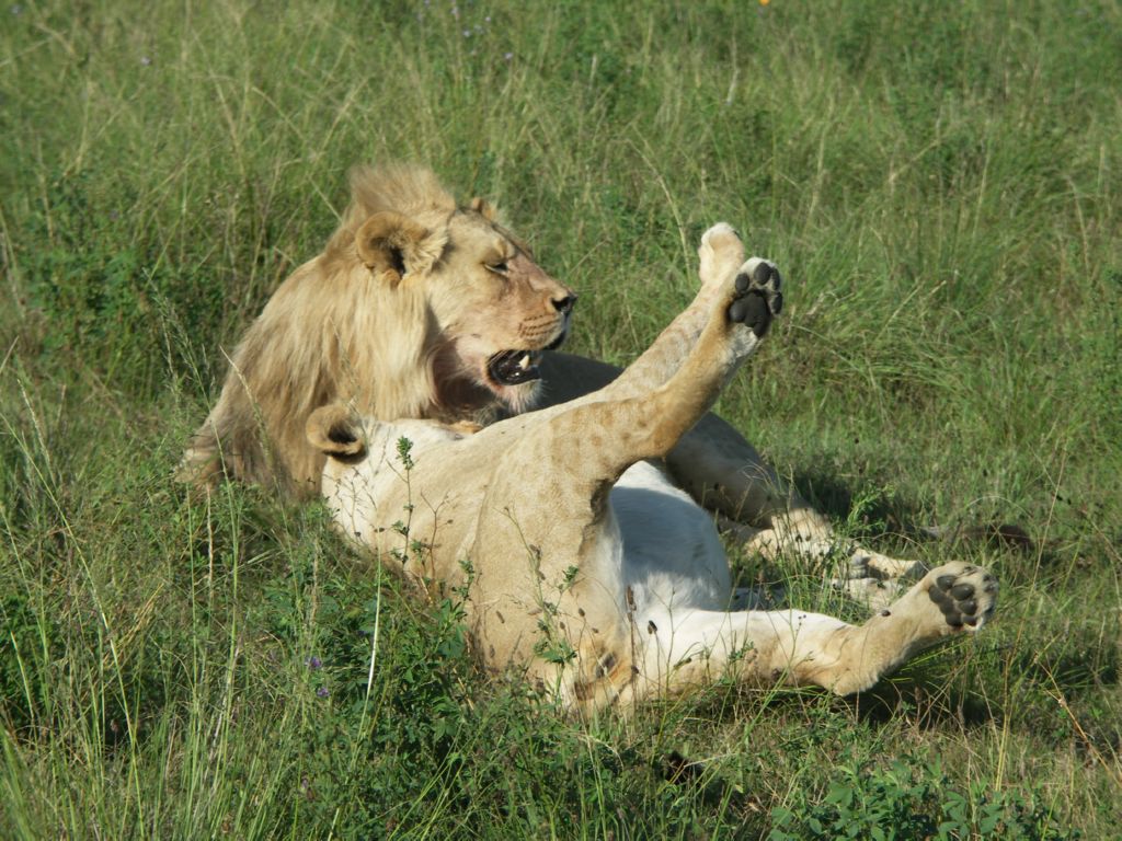 lions