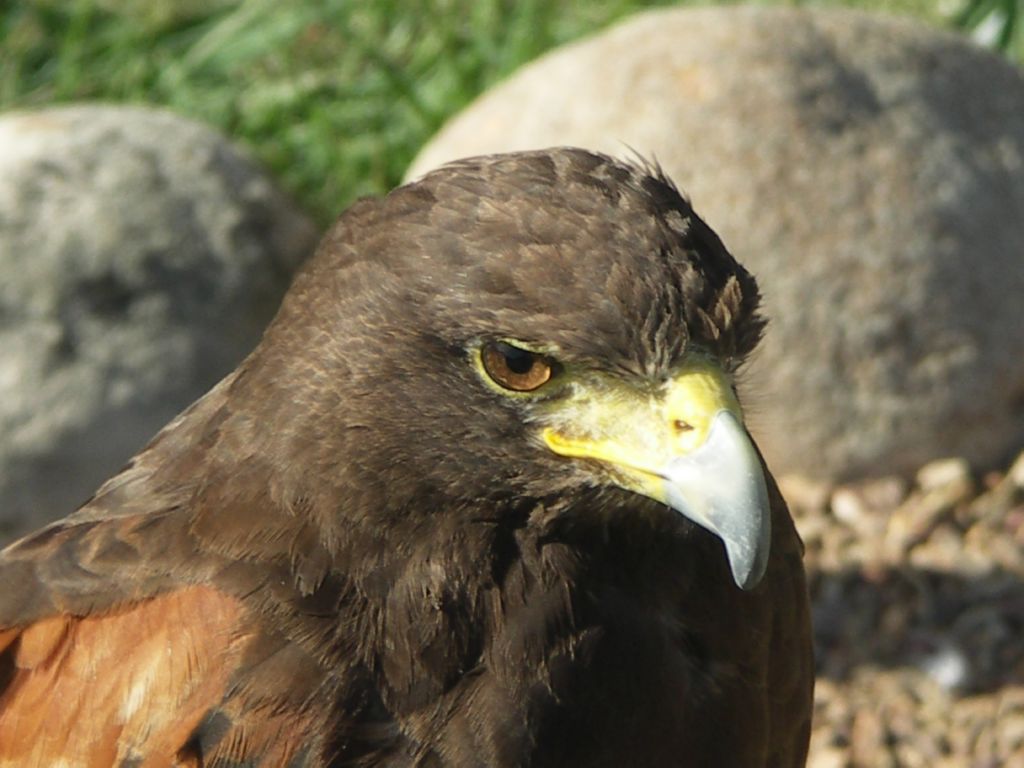 mausebussard