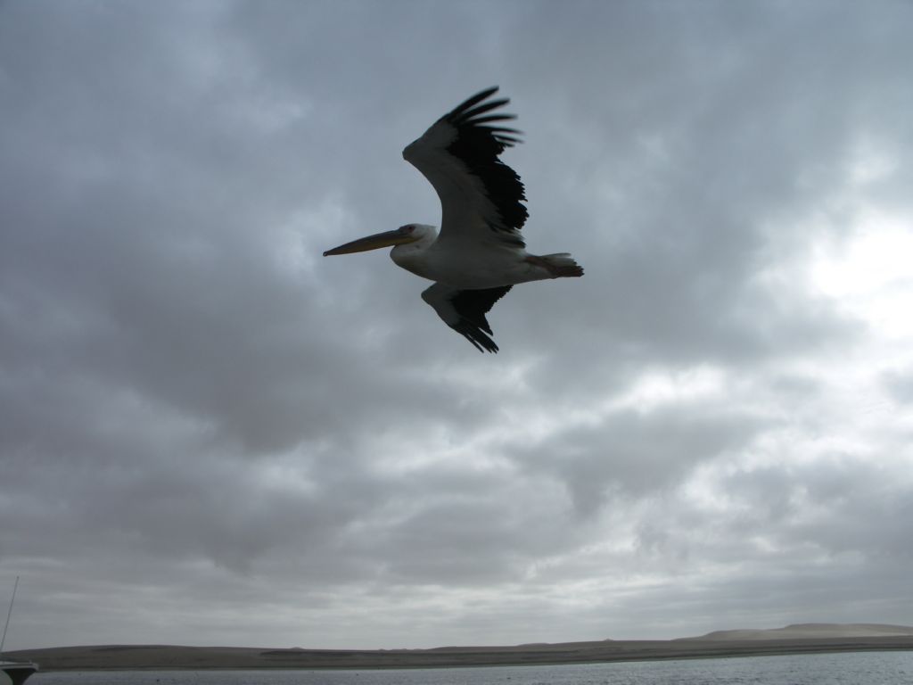 pelican