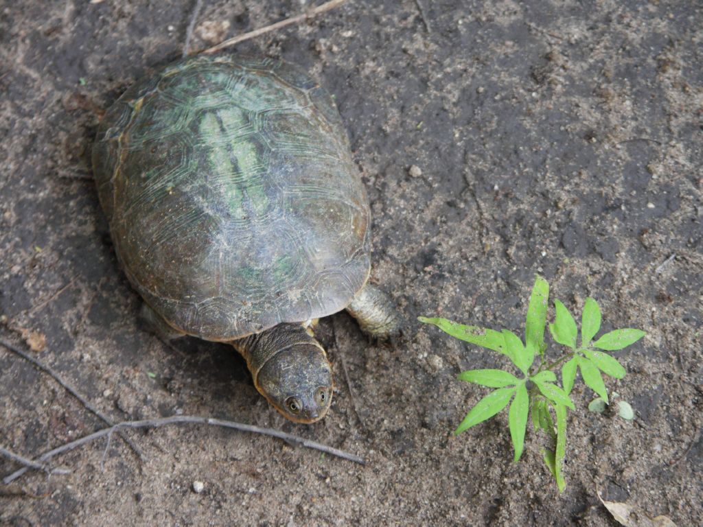 schildkroete