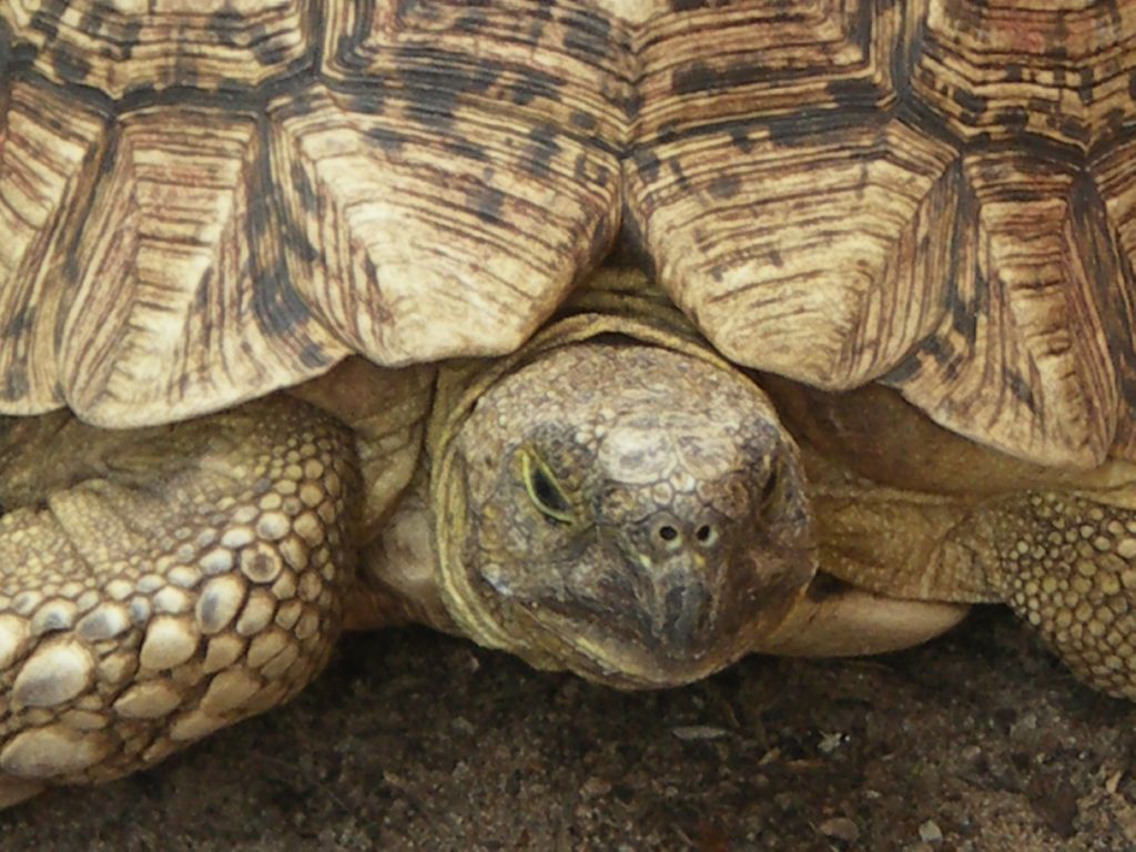 tortue