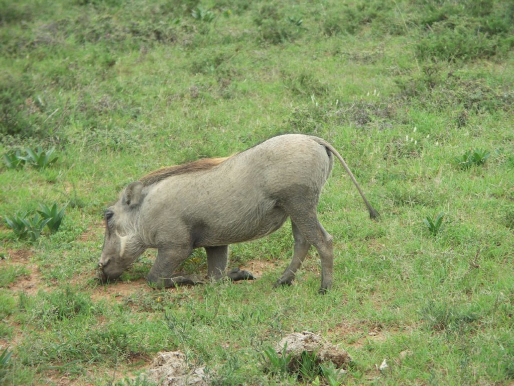 warzenschwein