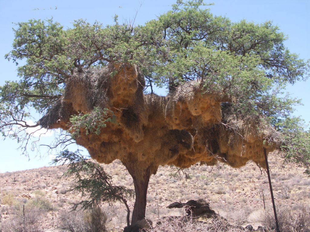 webervoegelnester