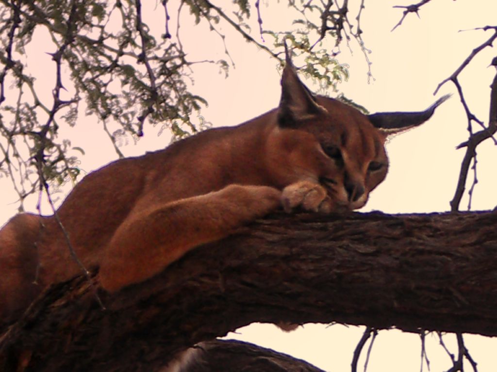 wuestenfuchs