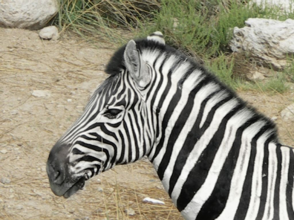 zebra