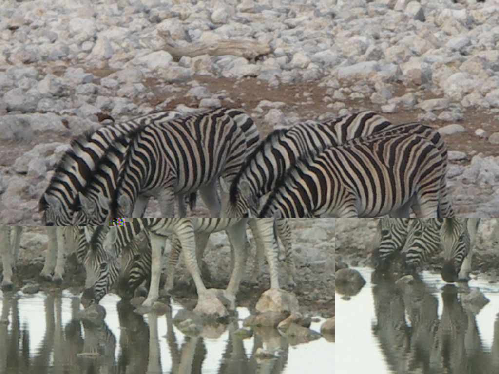 zebraherde