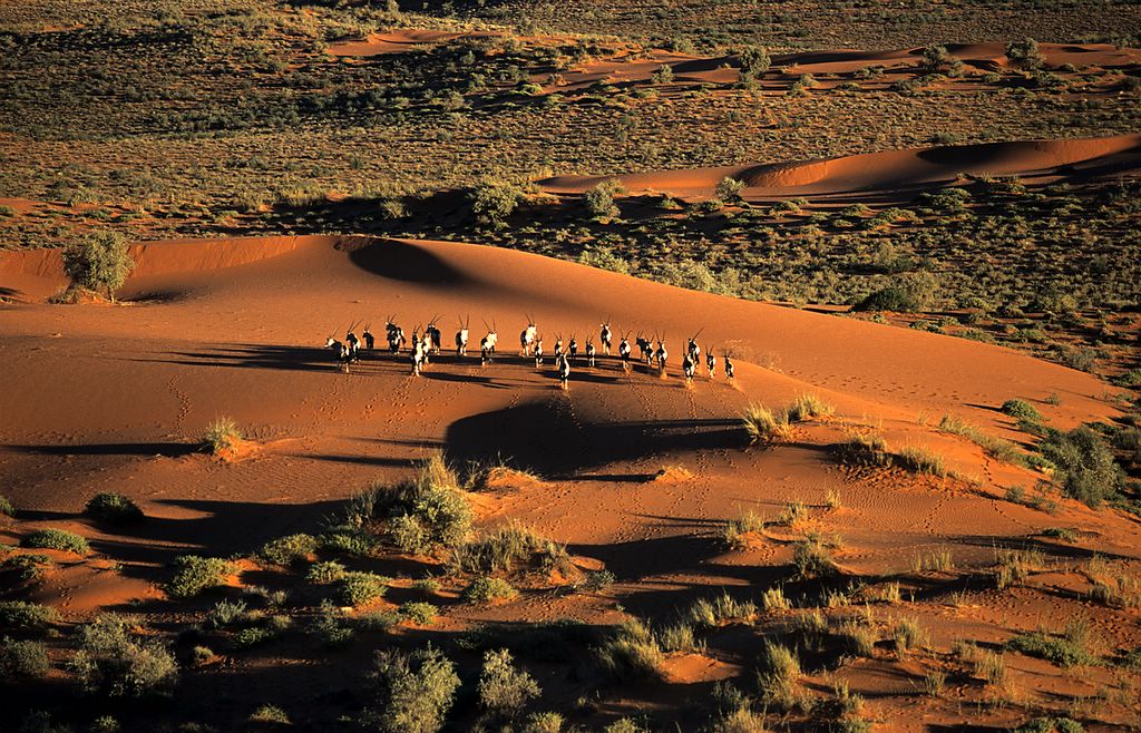 kalahari_anib_027.jpg (large)